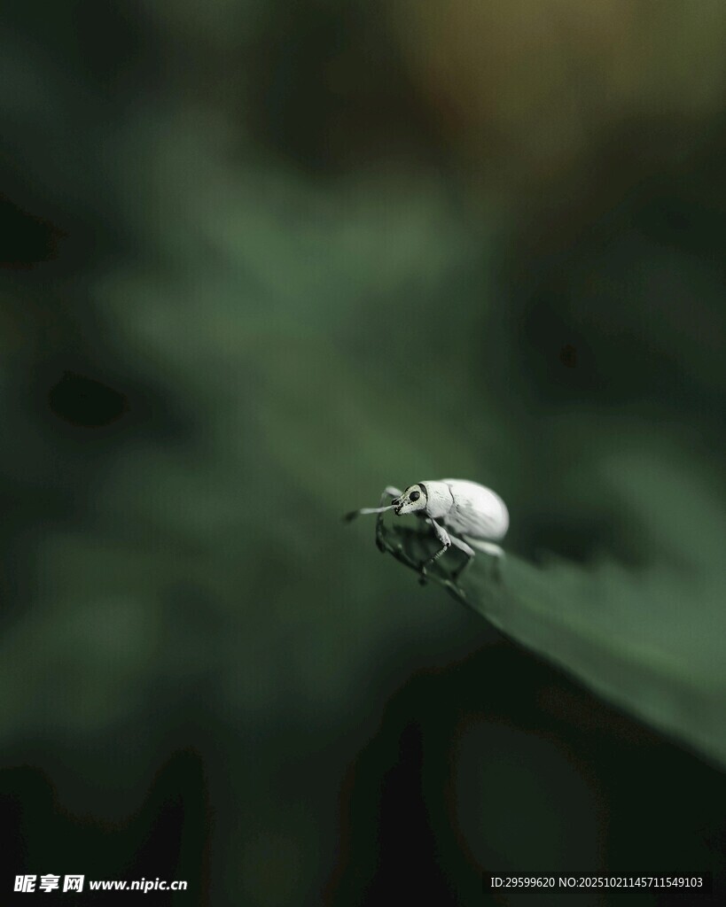 叶片上的晶莹小水珠