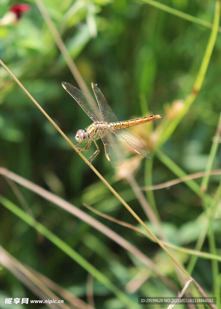 草丛中的蜻蜓