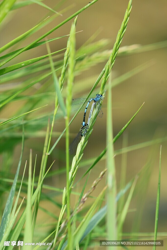 草丛中的蓝色蜻蜓