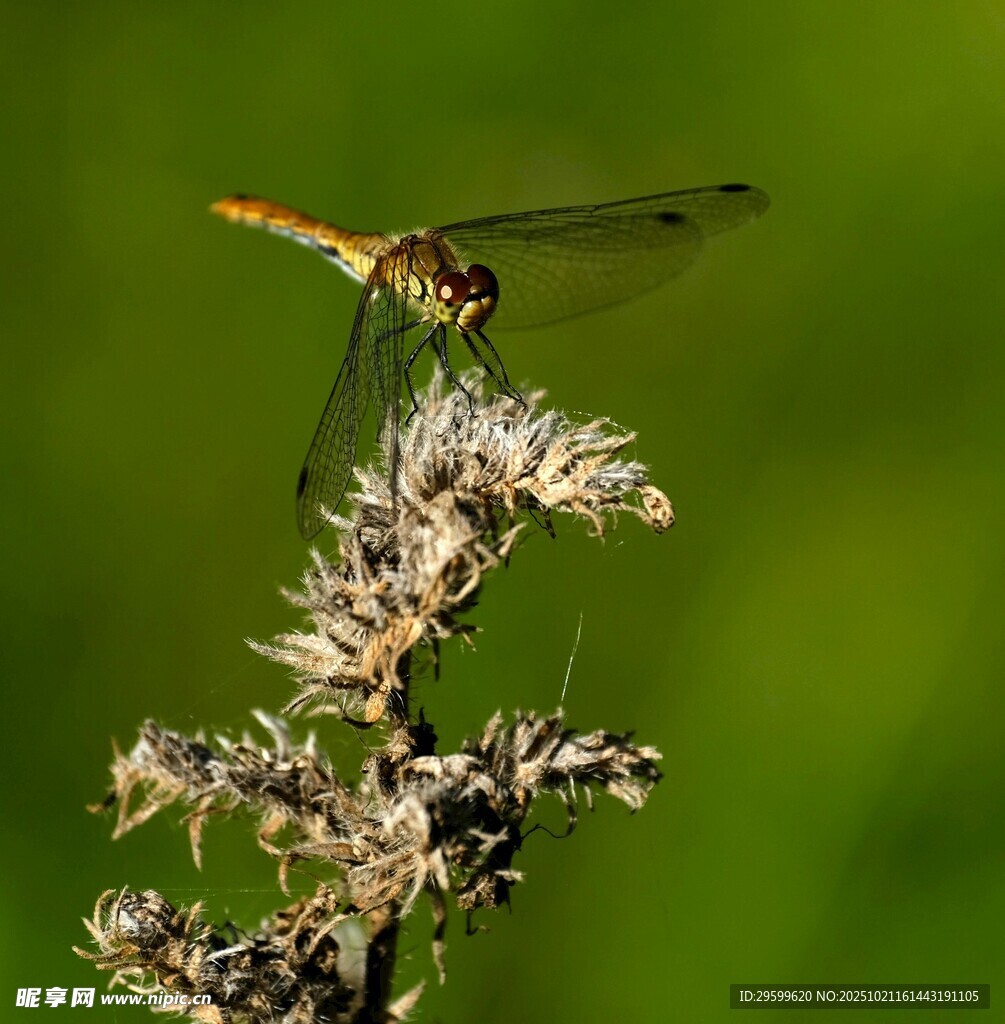 蜻蜓停驻于花草之上