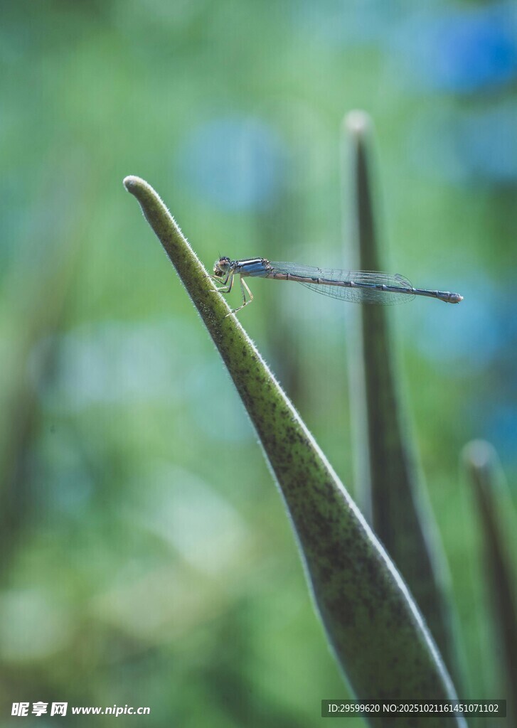 枝头停驻的精致小蜻蜓