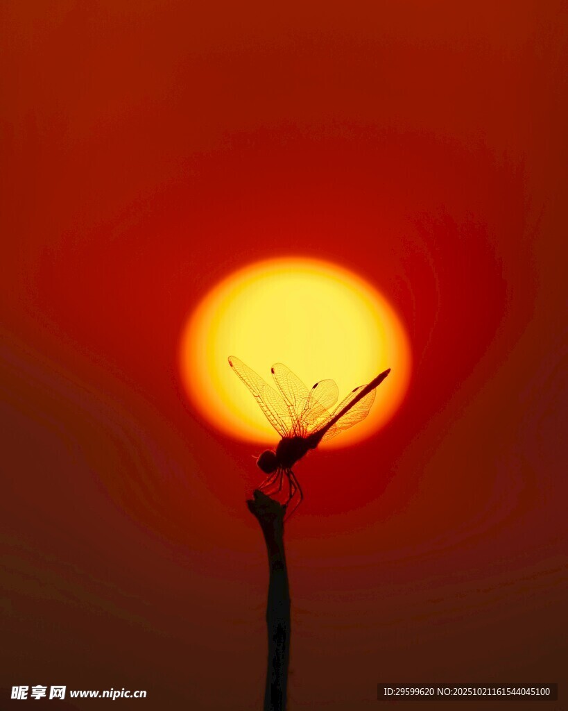 夕阳下的孤枝剪影