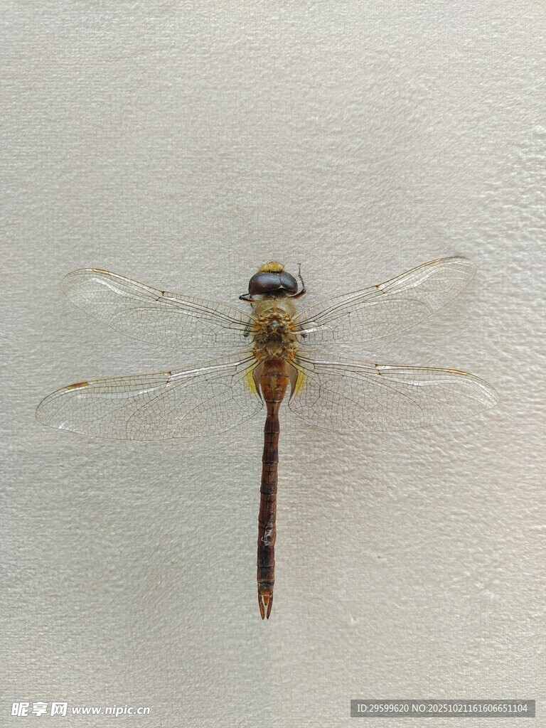 停驻的蜻蜓