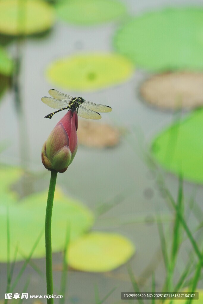 蜻蜓停驻荷花尖