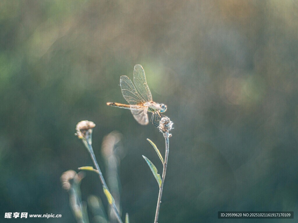 花间蜻蜓