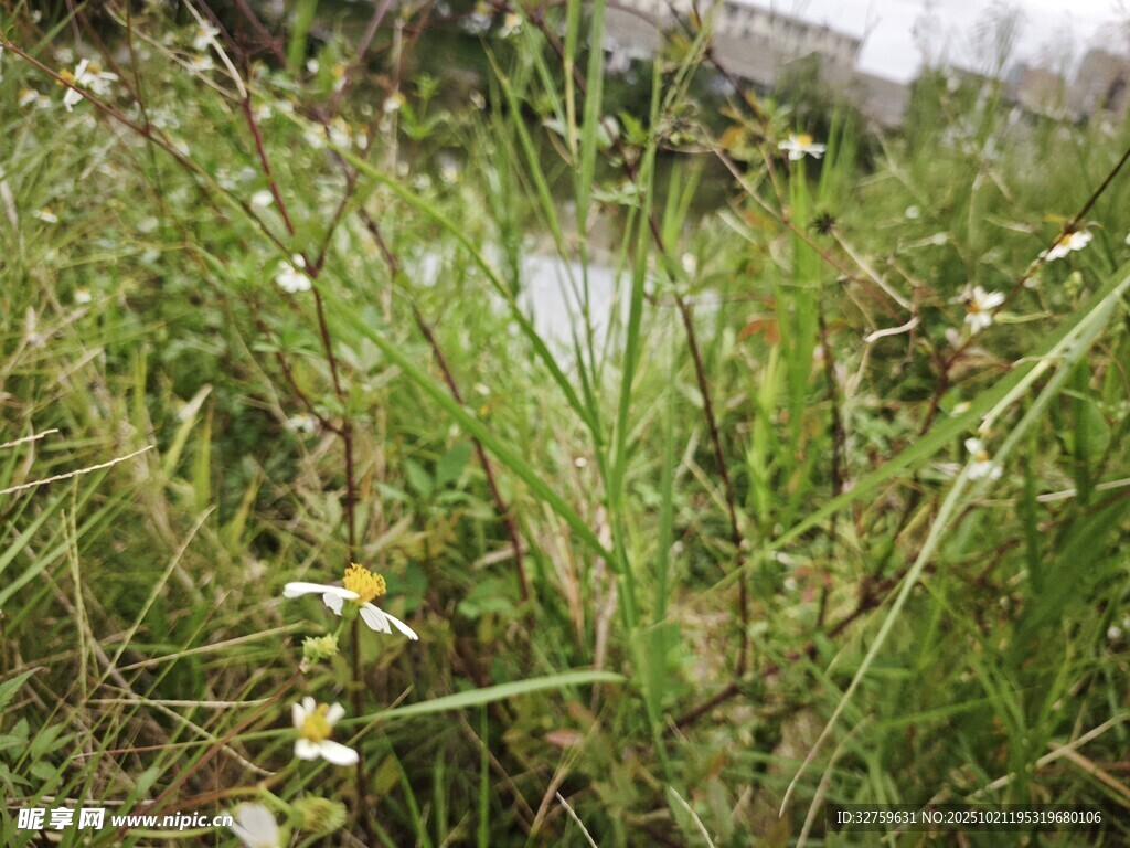 草丛中的白色小花