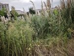野外丛生的绿色植物景观