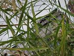 窗边繁茂绿植生机盎然