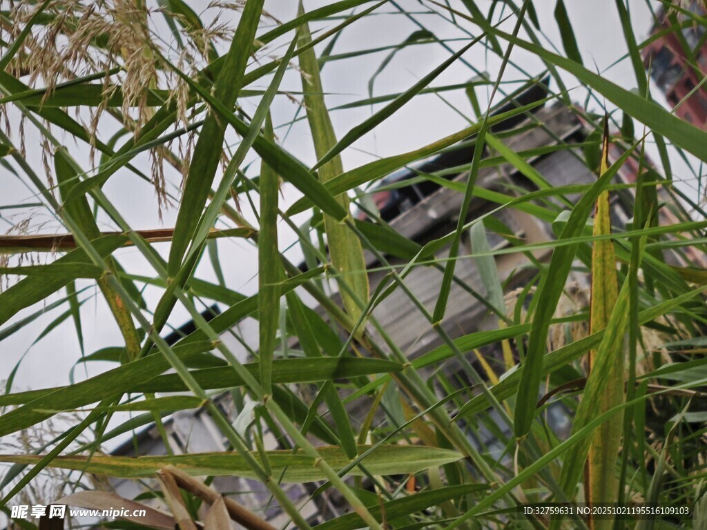 窗边繁茂绿植生机盎然