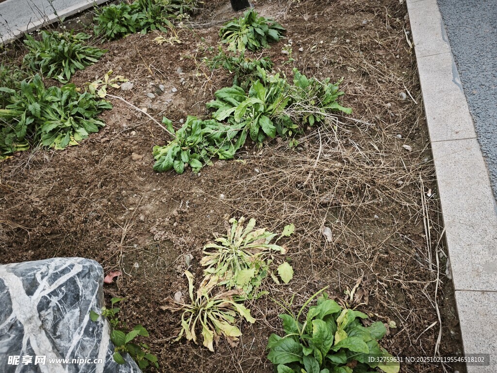 户外生长的多样绿色植物