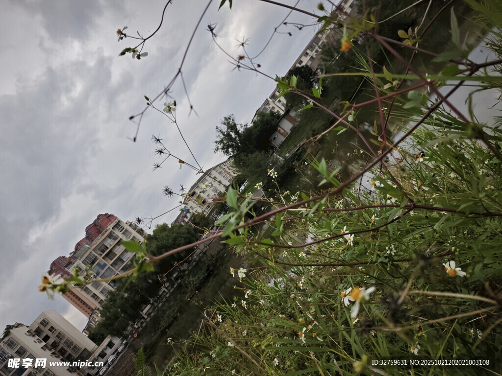 城市边的杂草与建筑景观