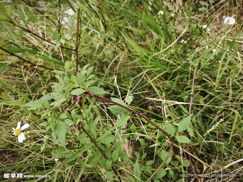 野外繁茂的杂草景观