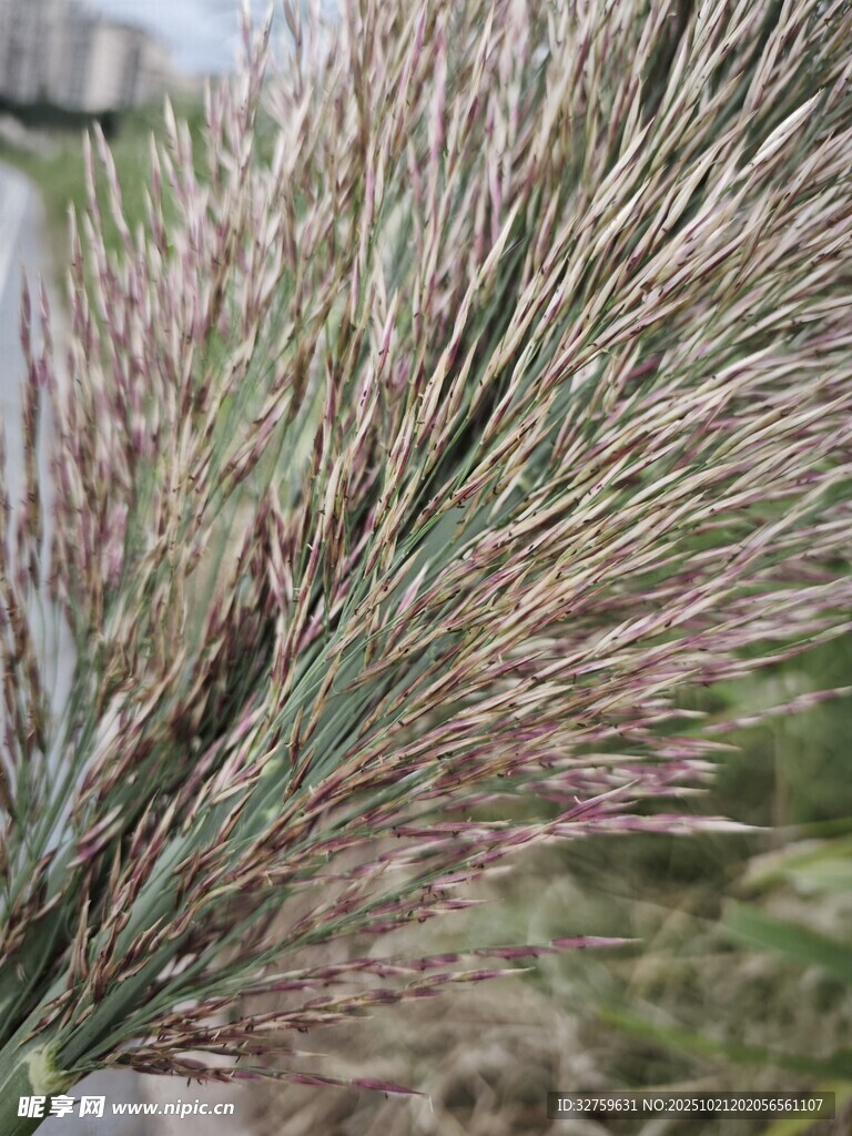 蓬松荻花特写