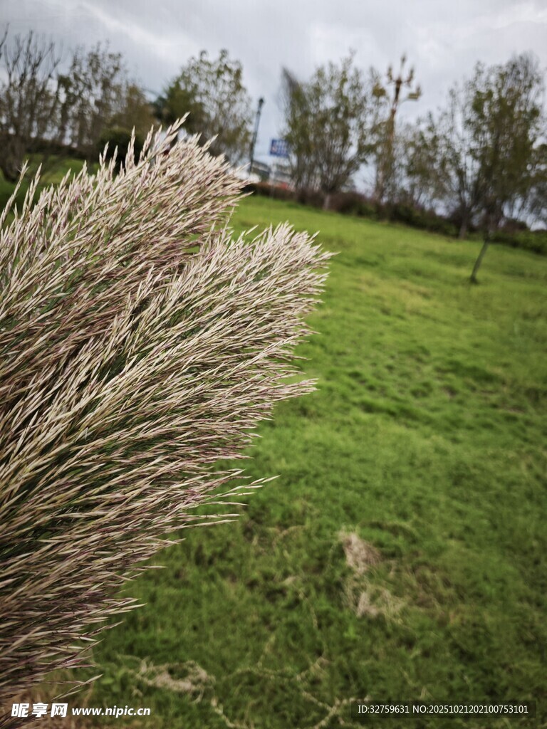 草地旁的蓬松植物景观
