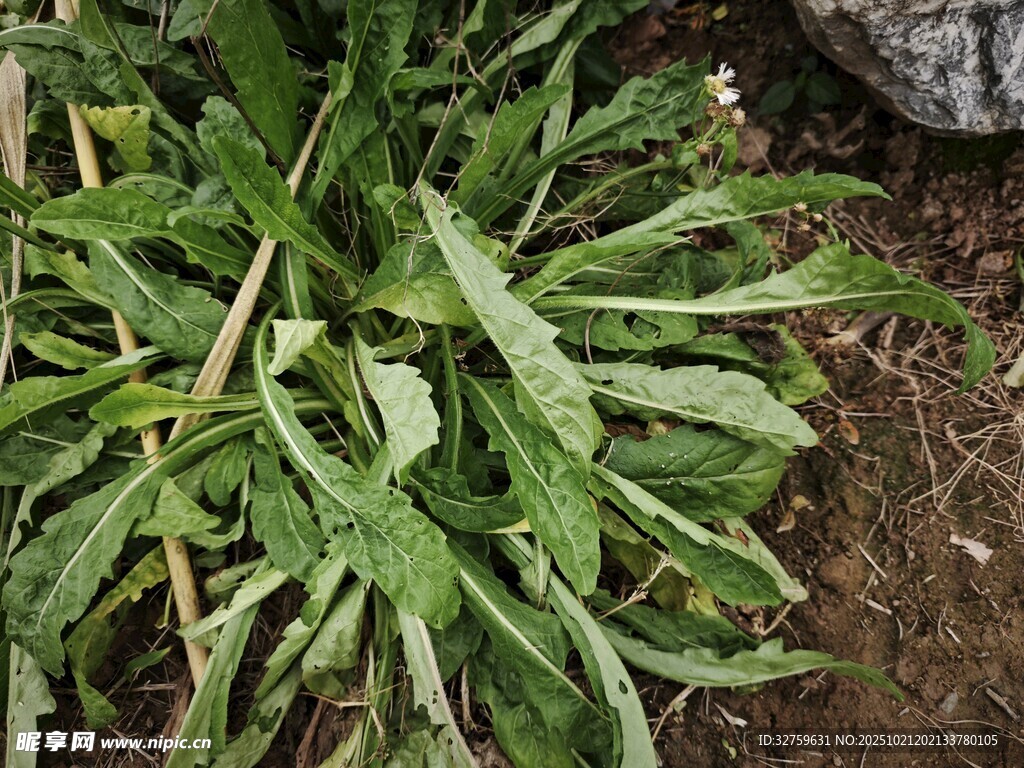 绿叶丛生的植物