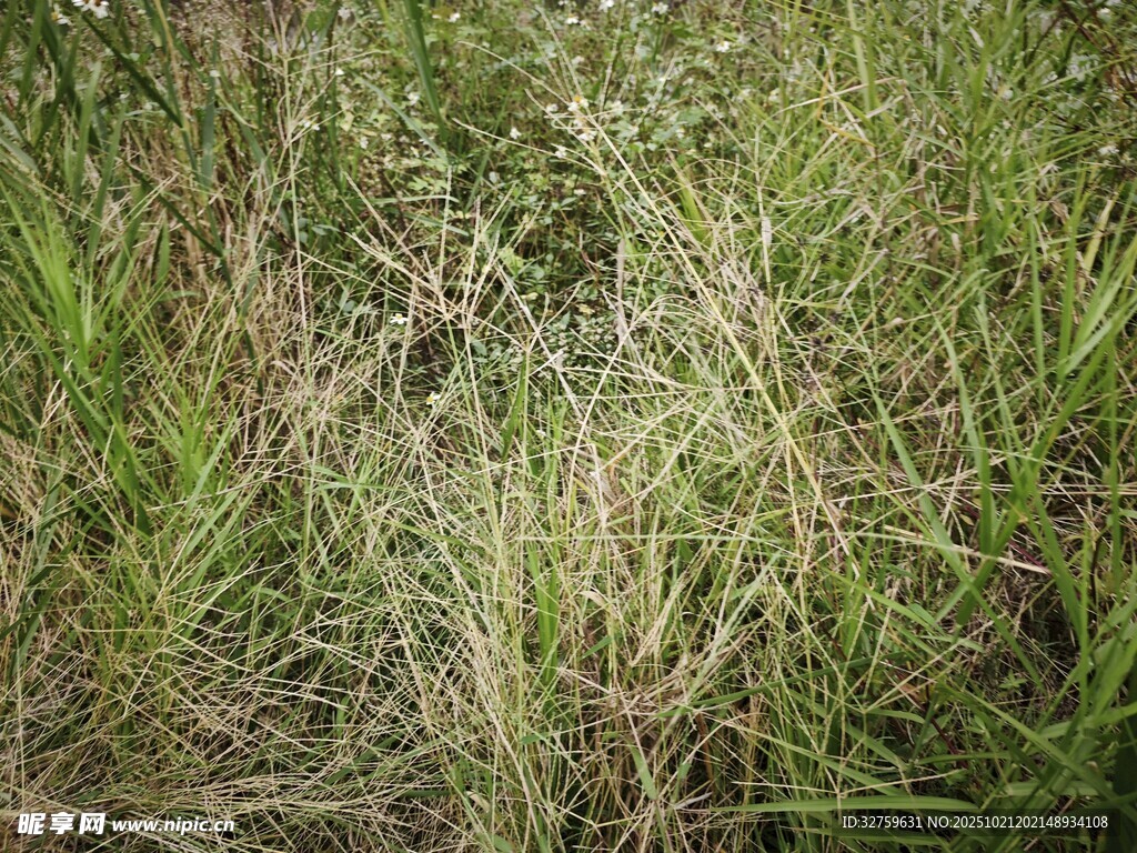 野外茂盛的绿色草地