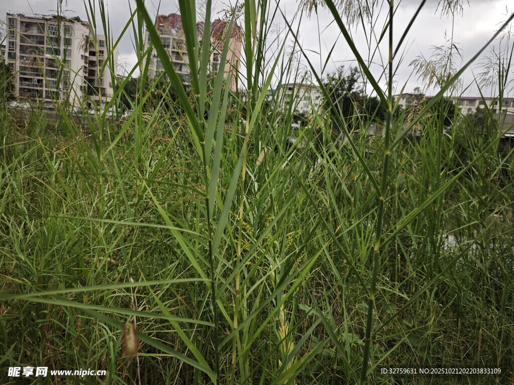 城市边的茂盛绿色草丛