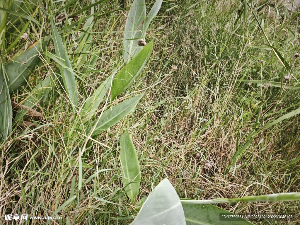 野外草丛中的白色物体