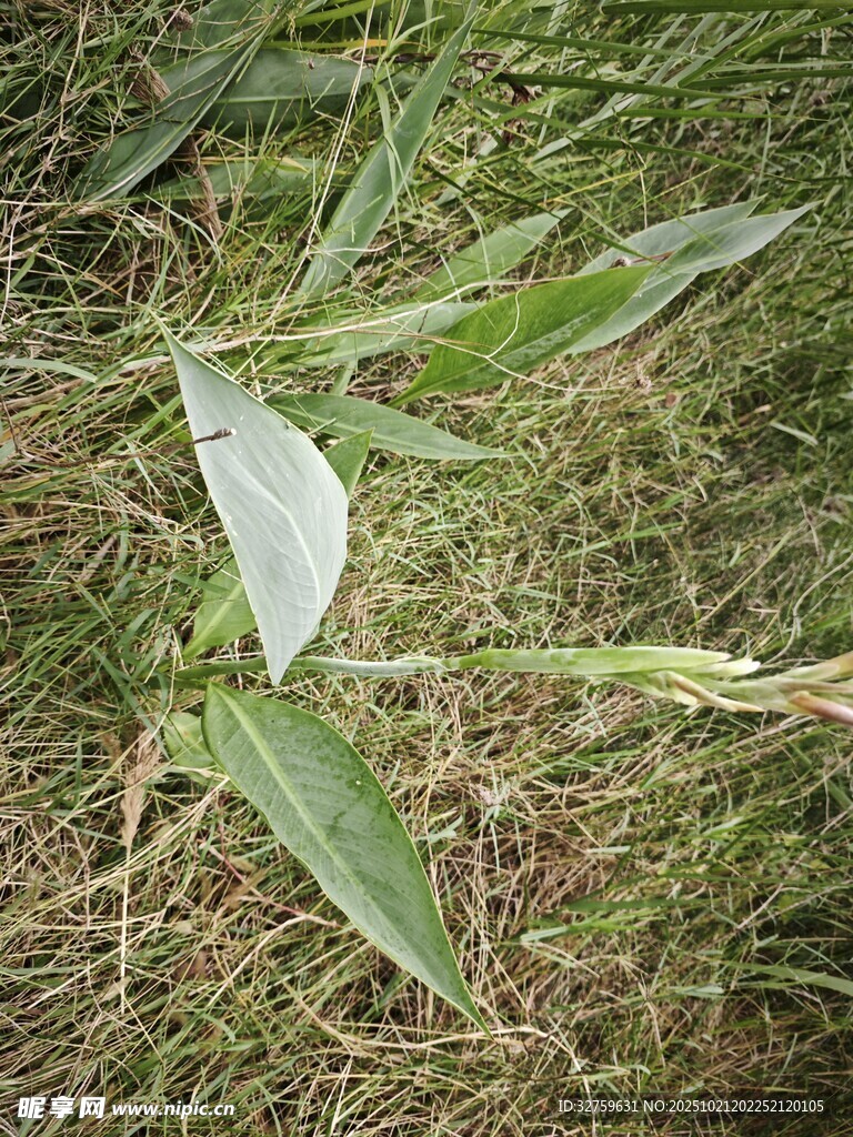 草地上的几片绿叶