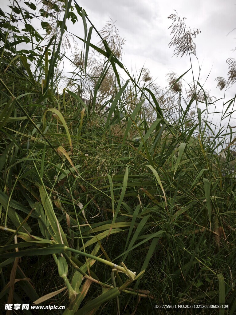 野外茂盛的绿色草丛