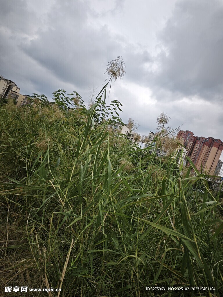 野外草地与阴沉天空景象