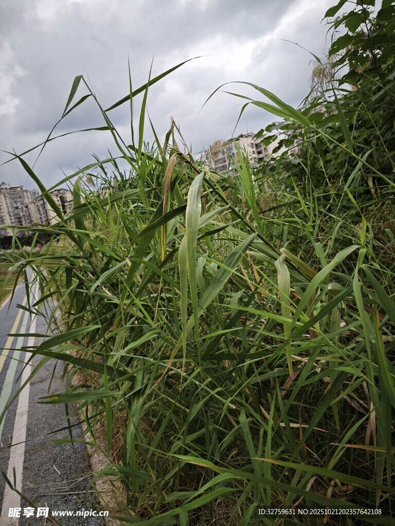 路边茂盛的绿色植物