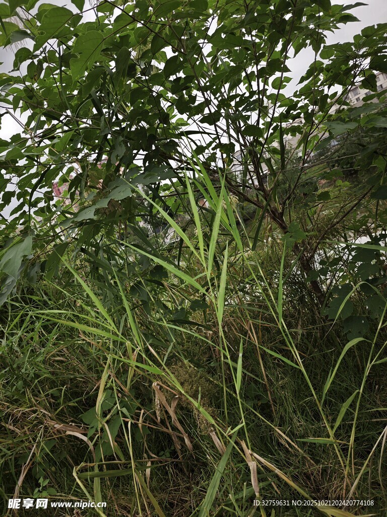 野外茂盛的绿色植物