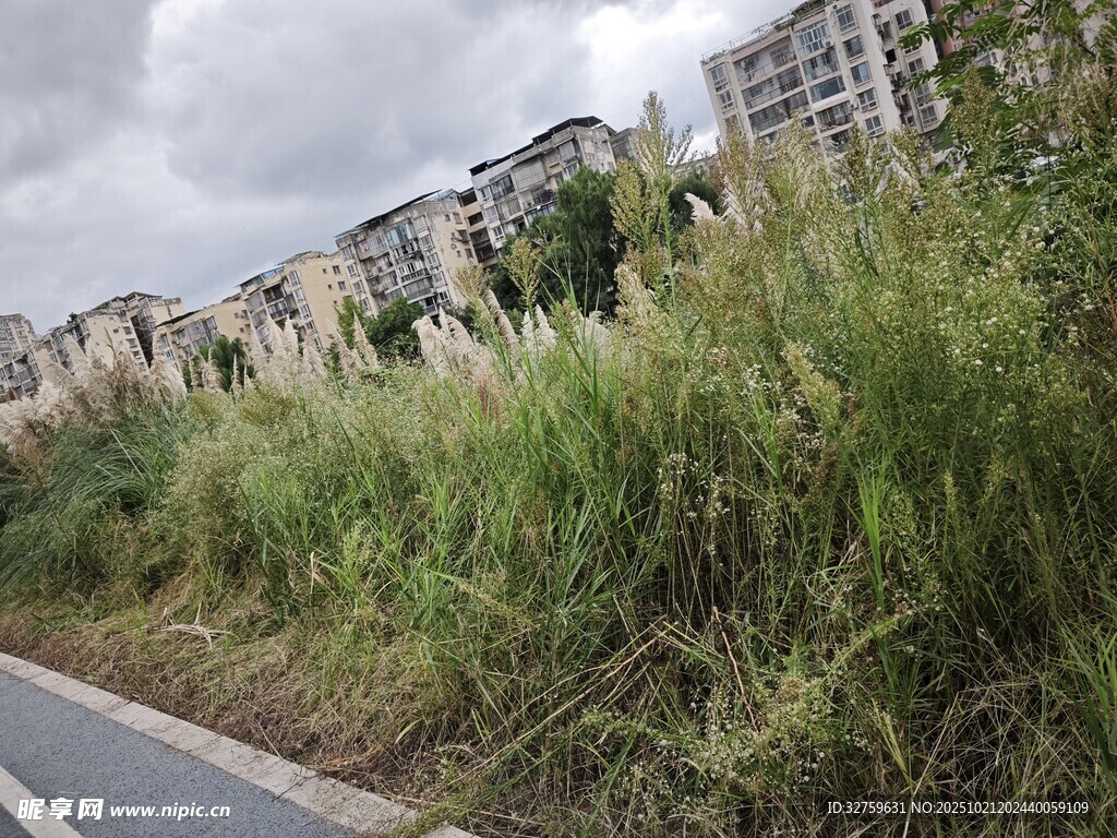 路边茂盛草丛与远处楼房