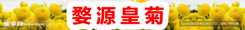 皇菊