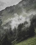 山间云雾缭绕的森林美景