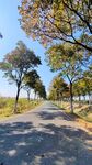 秋日林荫路