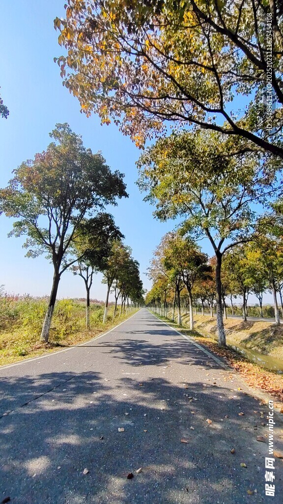 秋日林荫路