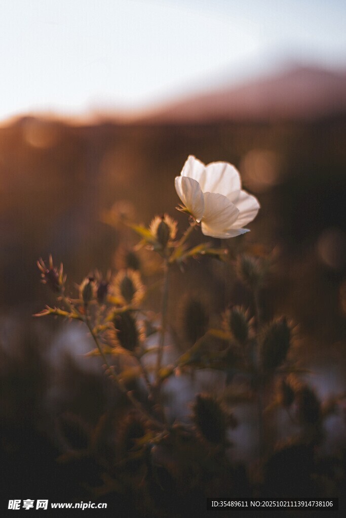 夕阳下的单朵白花