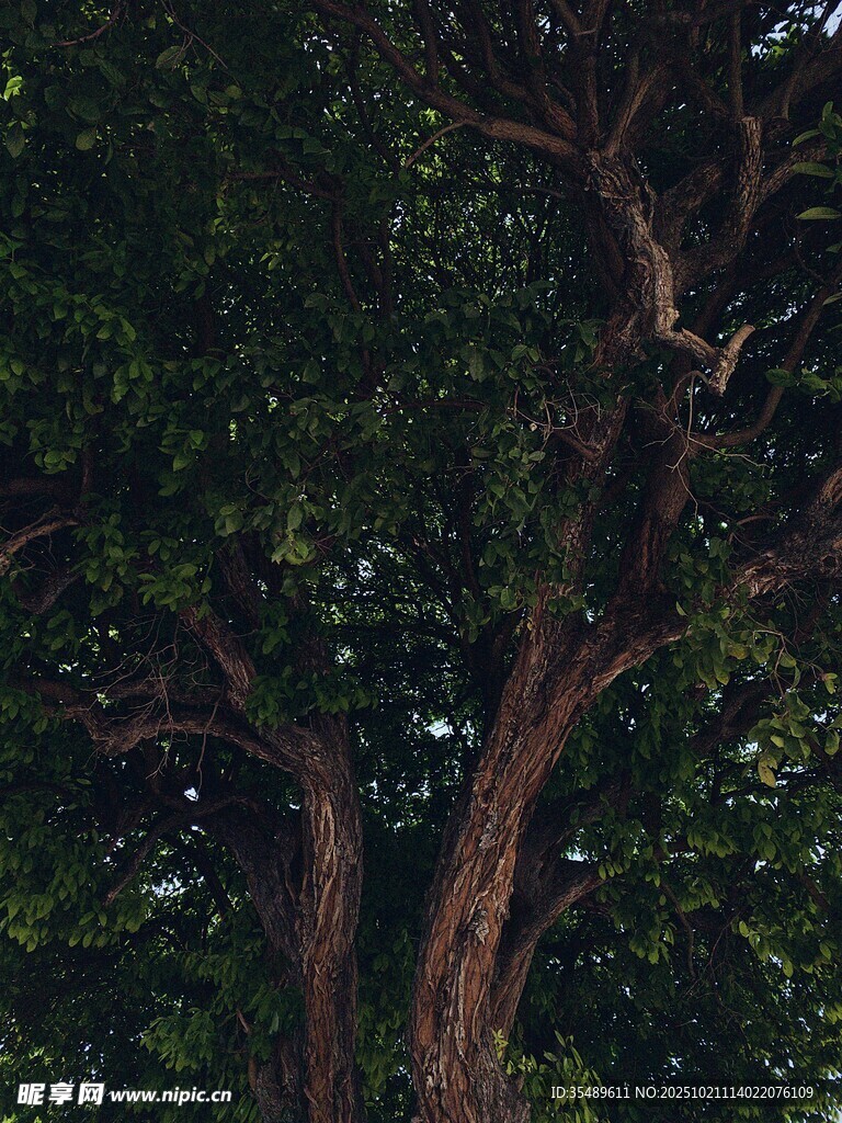 茂密大树下的静谧景象