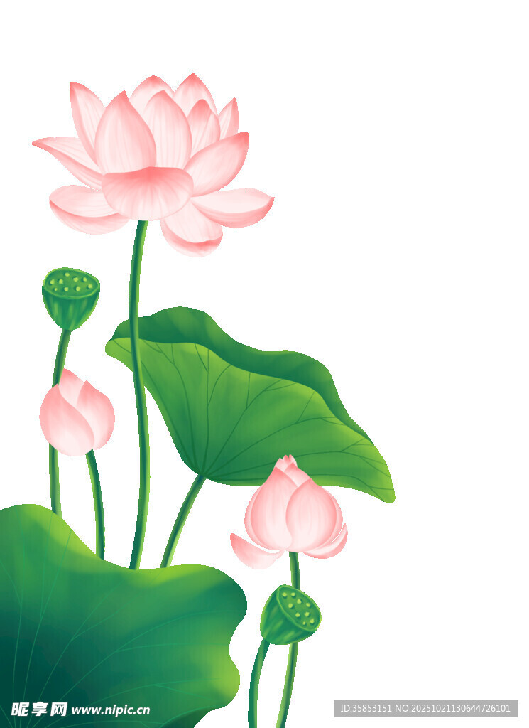 卡通荷花
