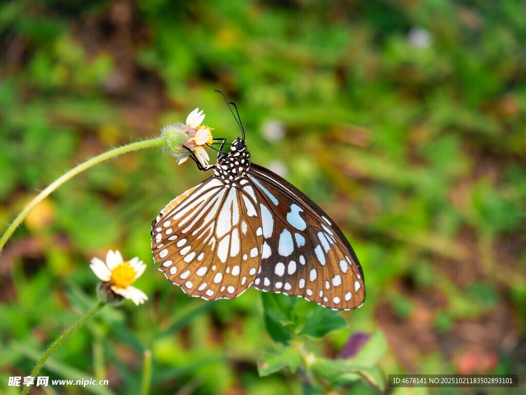 蝴蝶停驻于花草间