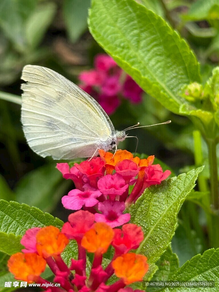 白蝶停驻多彩花卉间