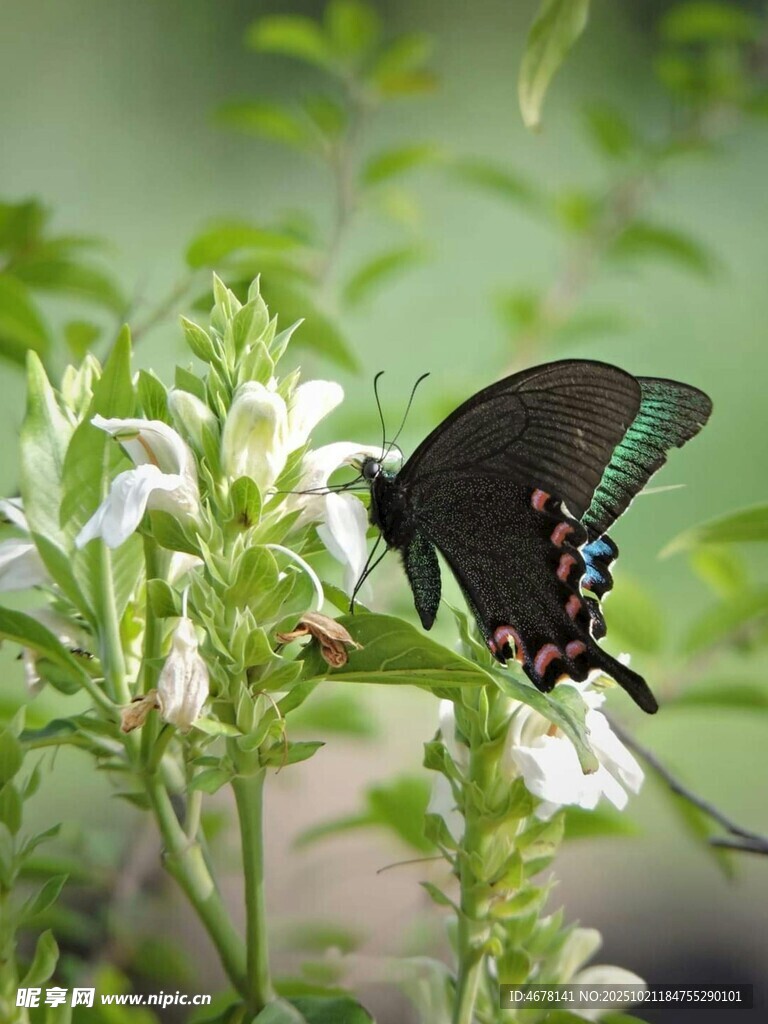 黑蝶停驻白花上