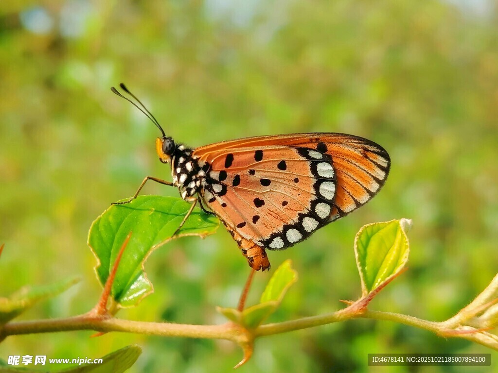 橙斑蝴蝶停驻绿枝间