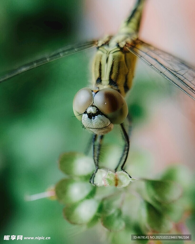 微距下的蜻蜓特写