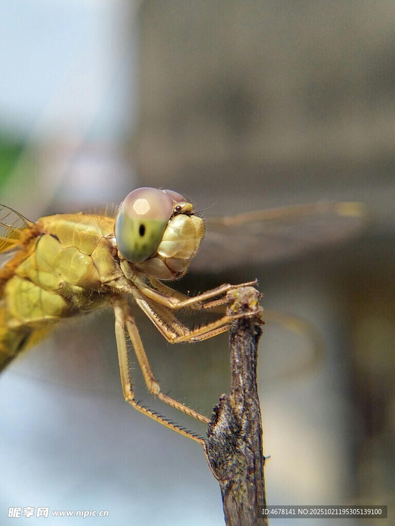 黄蜻蜓栖息于枝头特写