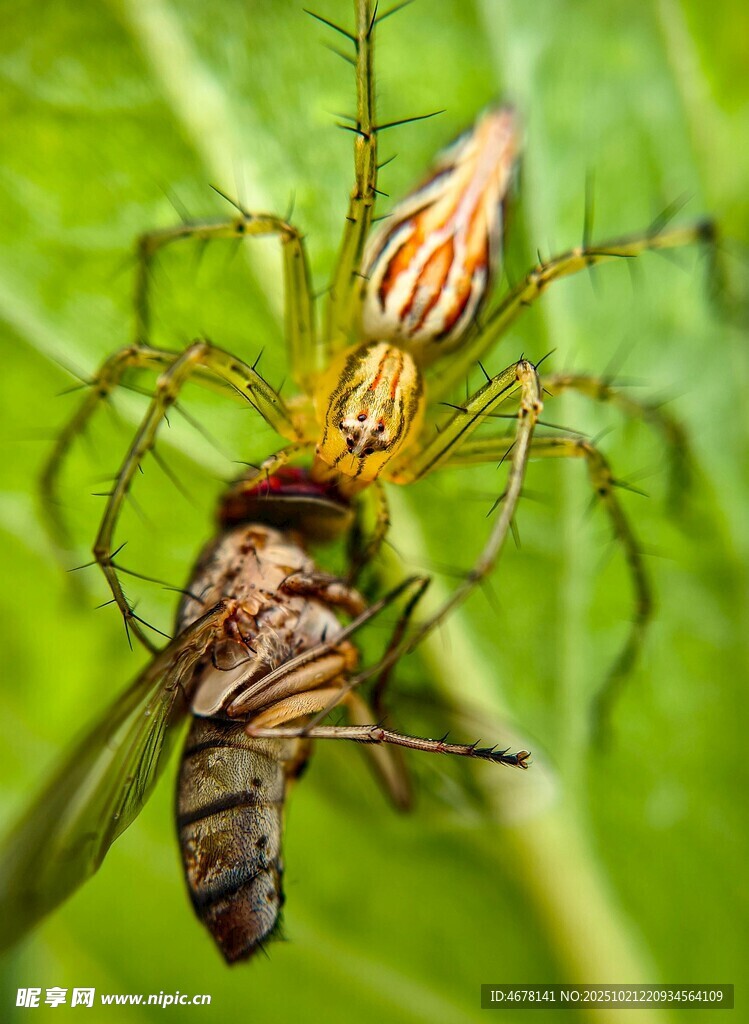 蜘蛛捕食昆虫瞬间