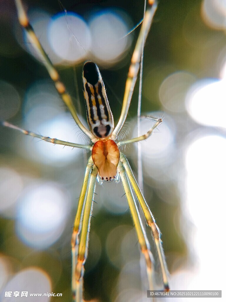特写绚丽的长腿蜘蛛