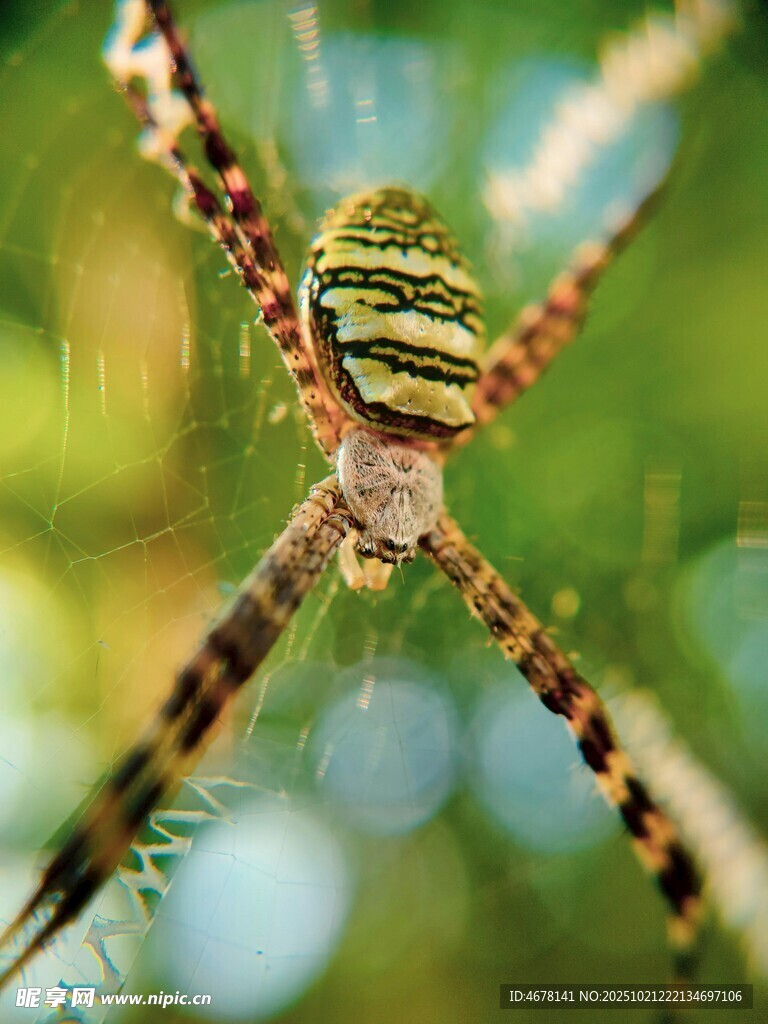 条纹蜘蛛特写