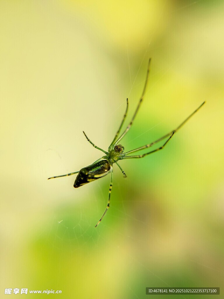 悬停的长腿蚊虫