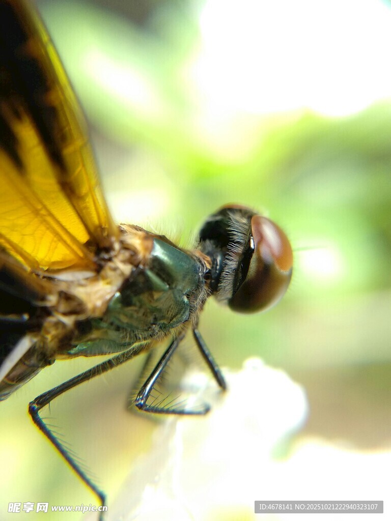 微距下的精致蜻蜓特写