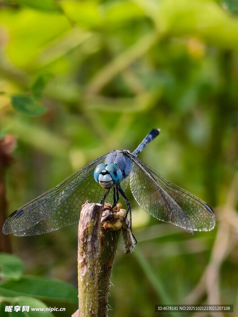 蓝蜻蜓立于枝头