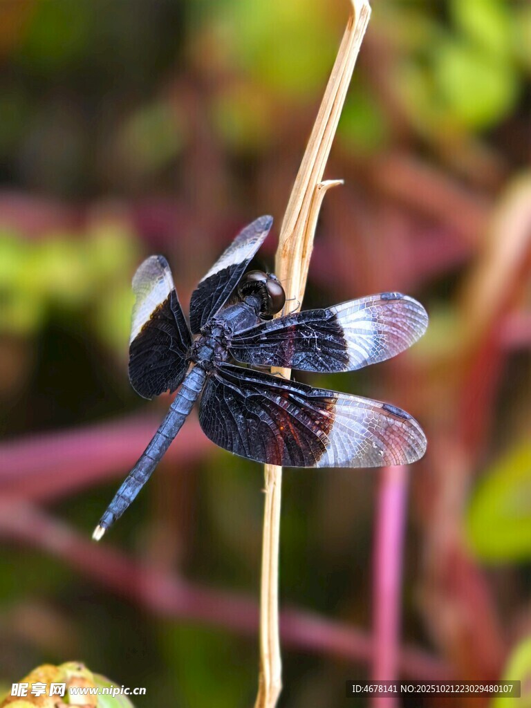 黑色蜻蜓停驻植物枝头