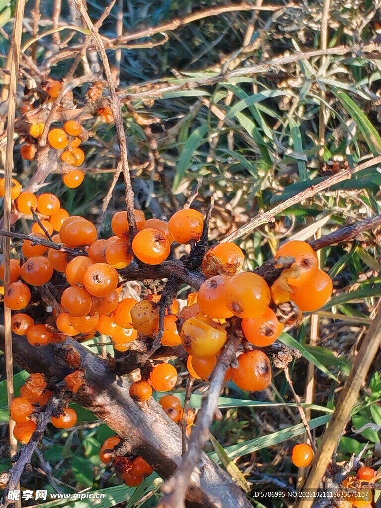 沙棘果