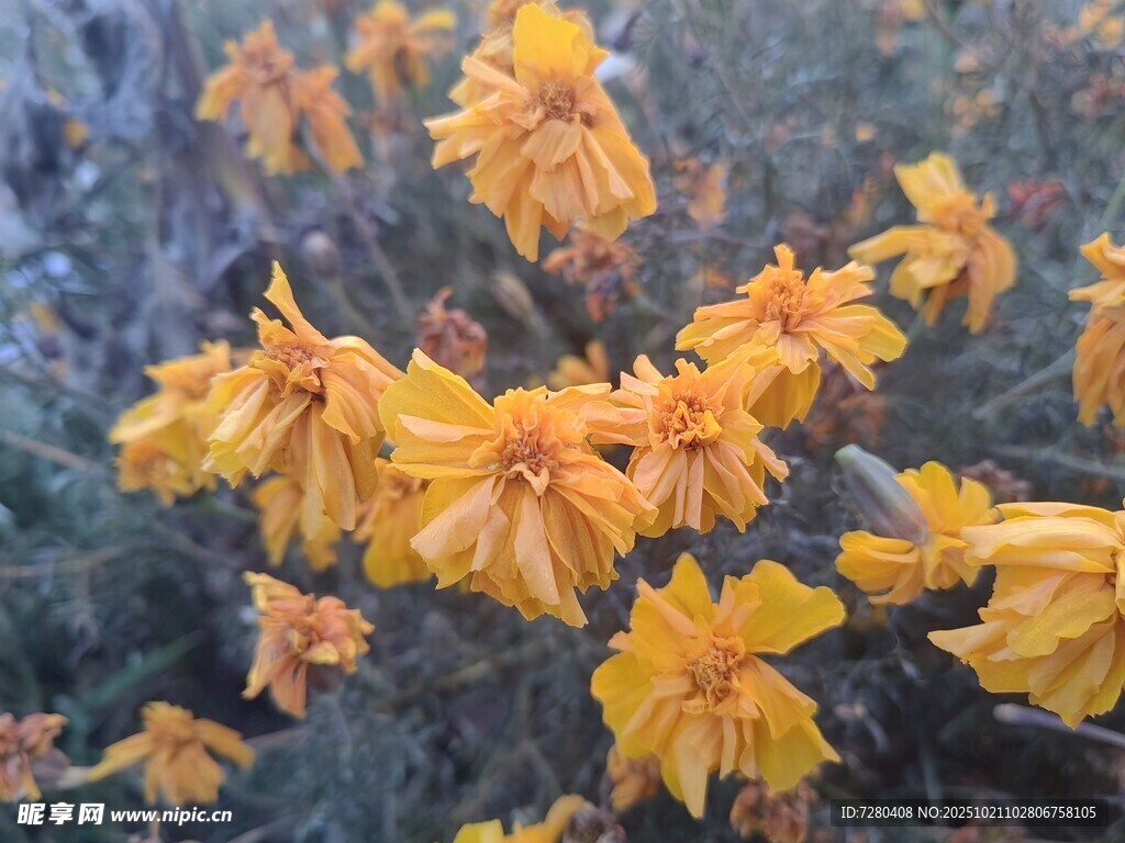 金黄灿烂的美丽绽放花朵